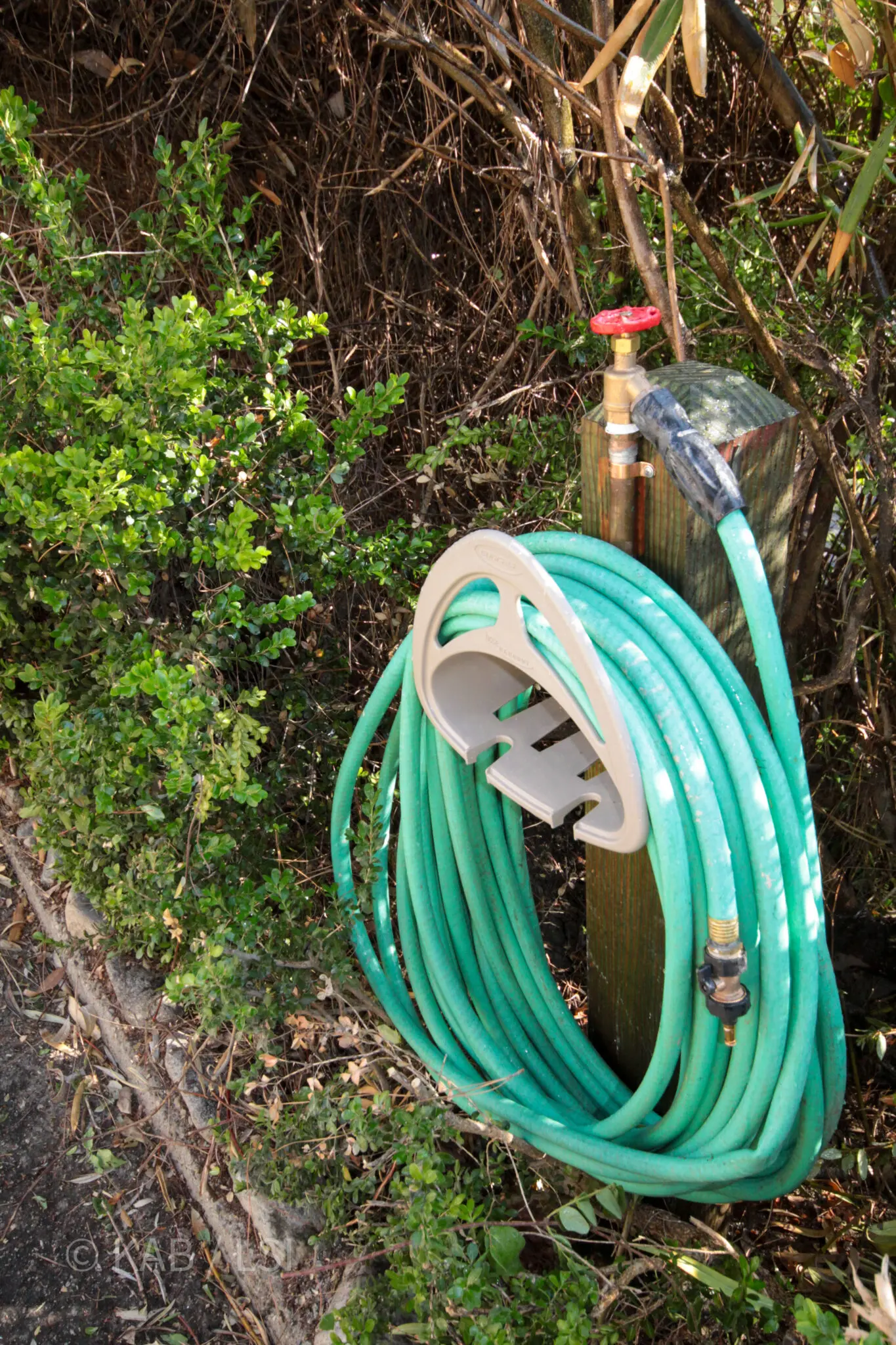 Ground-planted hose reel station at the edge of a boxwood hedge, with a coiled green garden hose, brass valve, and pressure-treated post rising from landscaped planting bed