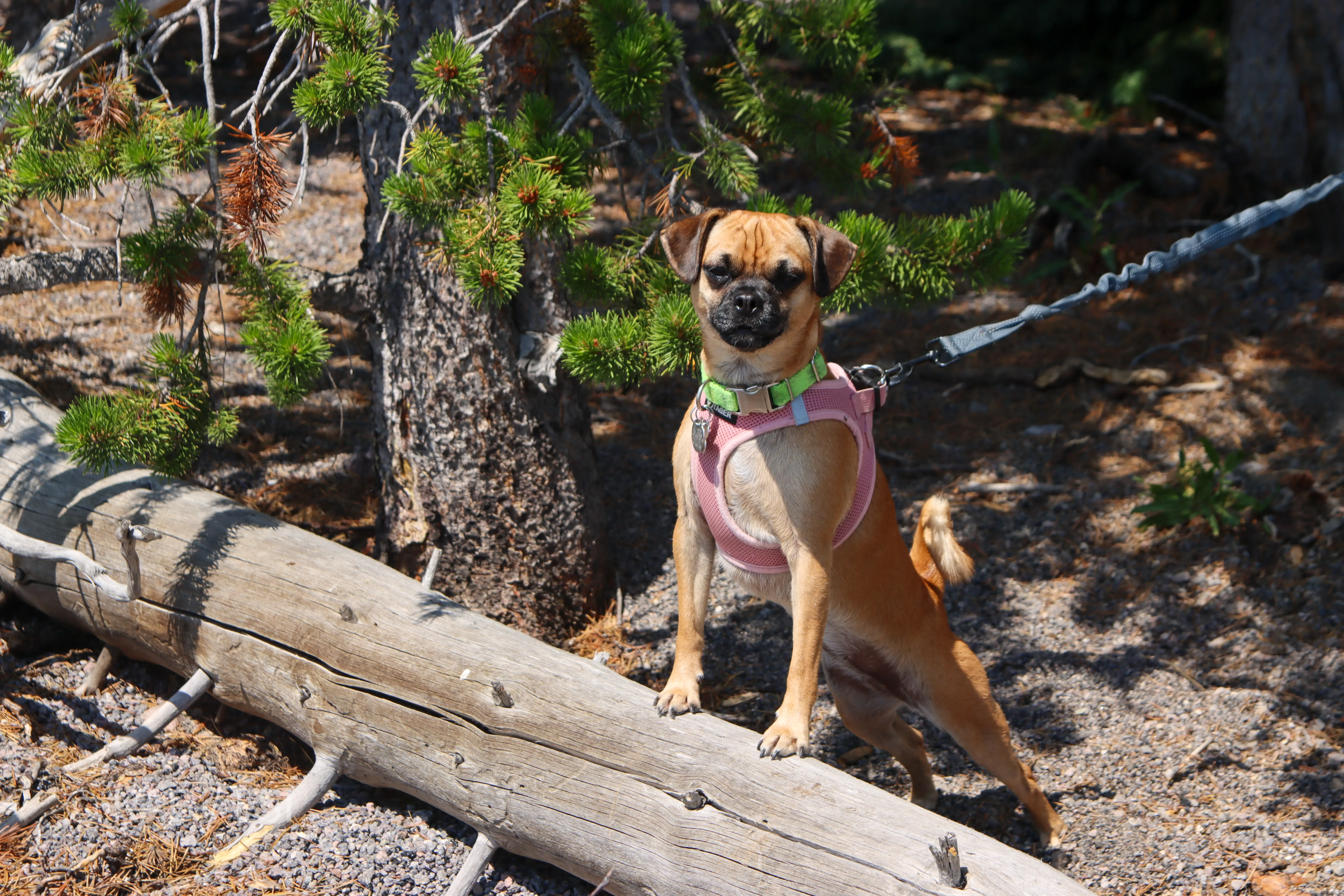 Mimi the chug, the Bennett family’s small Chihuahua-pug-mix, standing on a fallen log on a La Habra Heights hillside trail