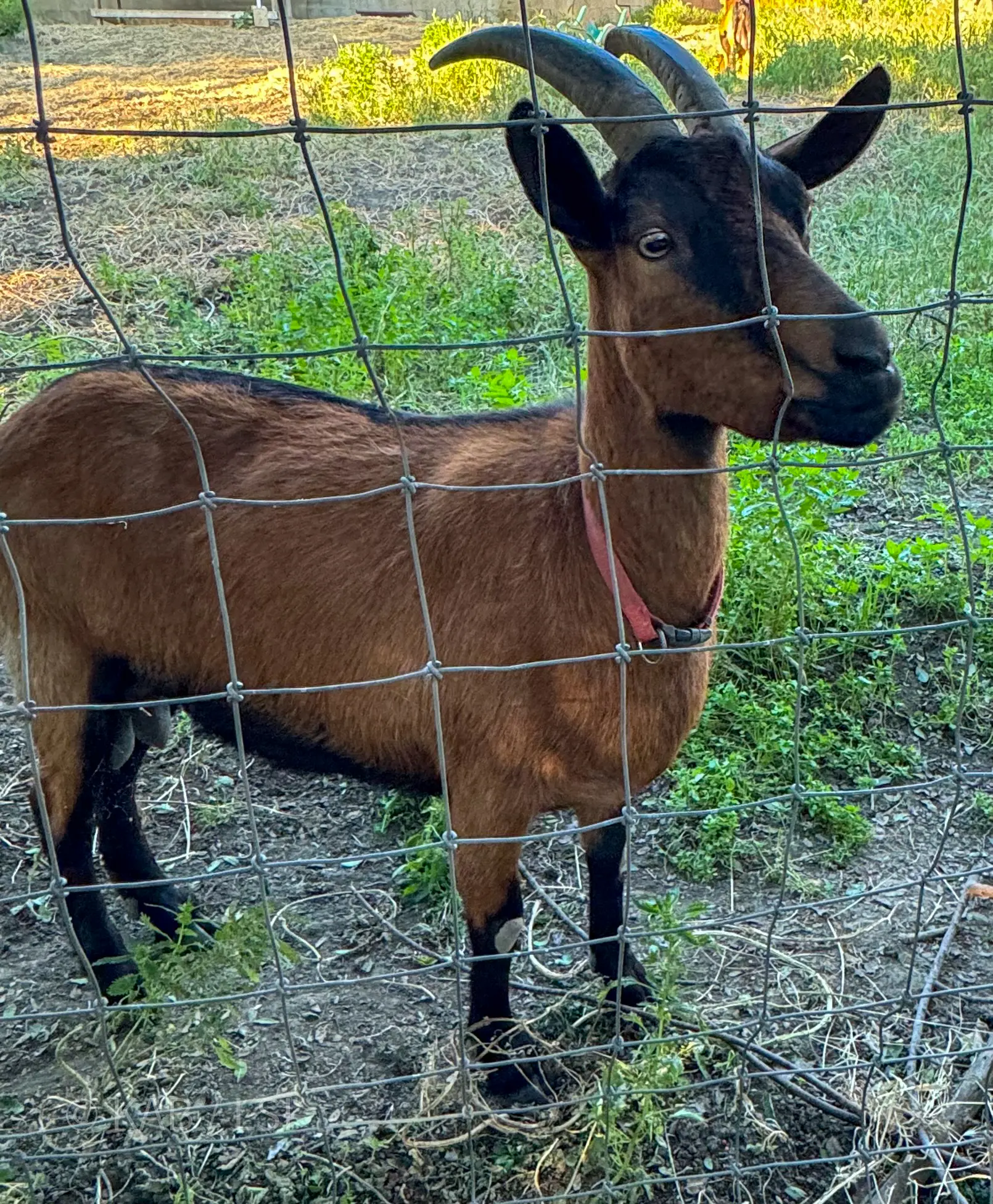 A neighbor’s goat on a La Habra Heights hobby farm — the goats come over to ask for fruit
