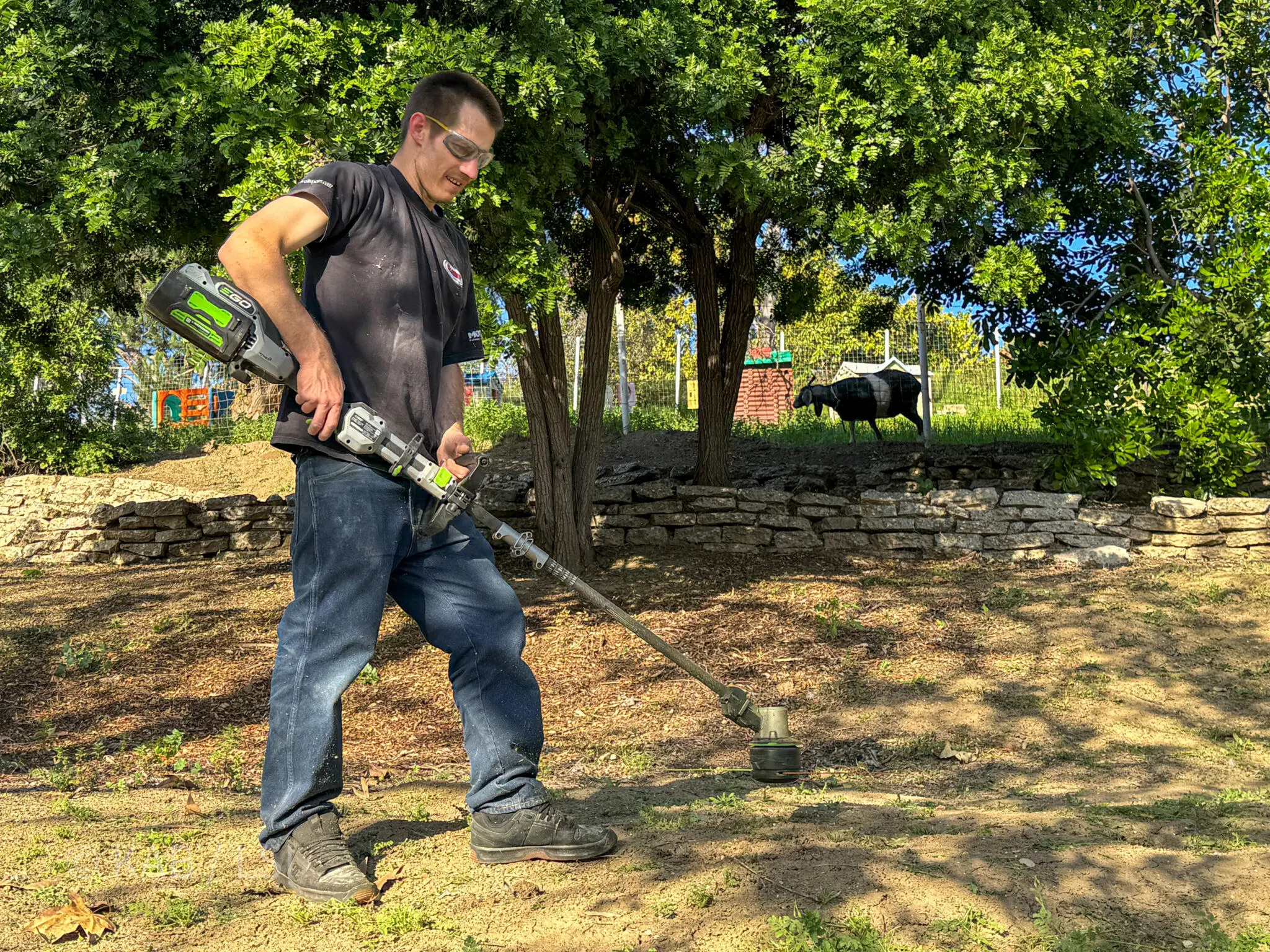 Brush clearance in progress on a La Habra Heights hillside property — a worker running a battery-powered string trimmer along dry summer ground beneath a dense oak grove, stone retaining wall behind, livestock grazing in the distance