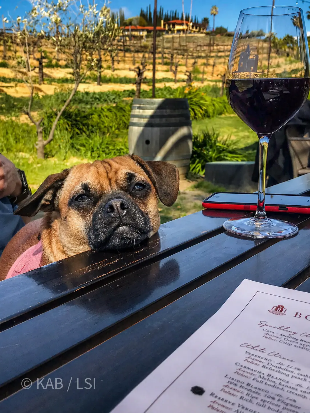 Mimi the chug at a vineyard table at Europa Village in Temecula, vineyard barrels and rows of vines behind her, a glass of red wine on the table.