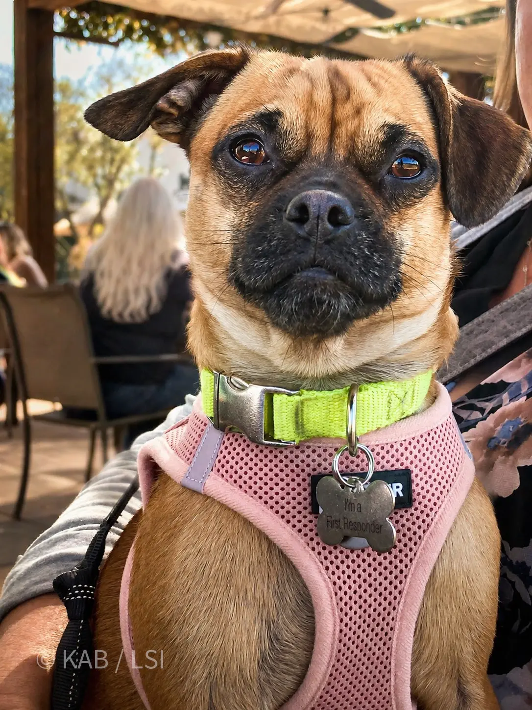 Close portrait of Mimi the chug wearing a pink mesh harness and a yellow-green collar with a small tag that reads First Responder. Outdoor patio setting.