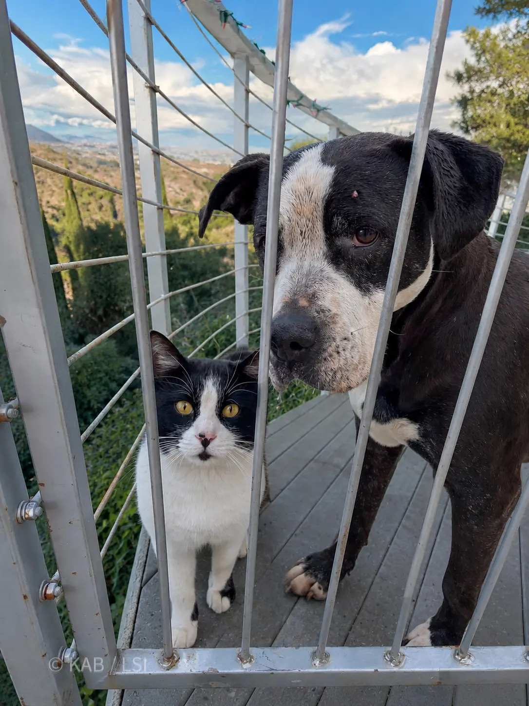 A dog and a cat sit calmly together behind a wrap-around deck railing high on a La Habra Heights hillside, the valley far below.
