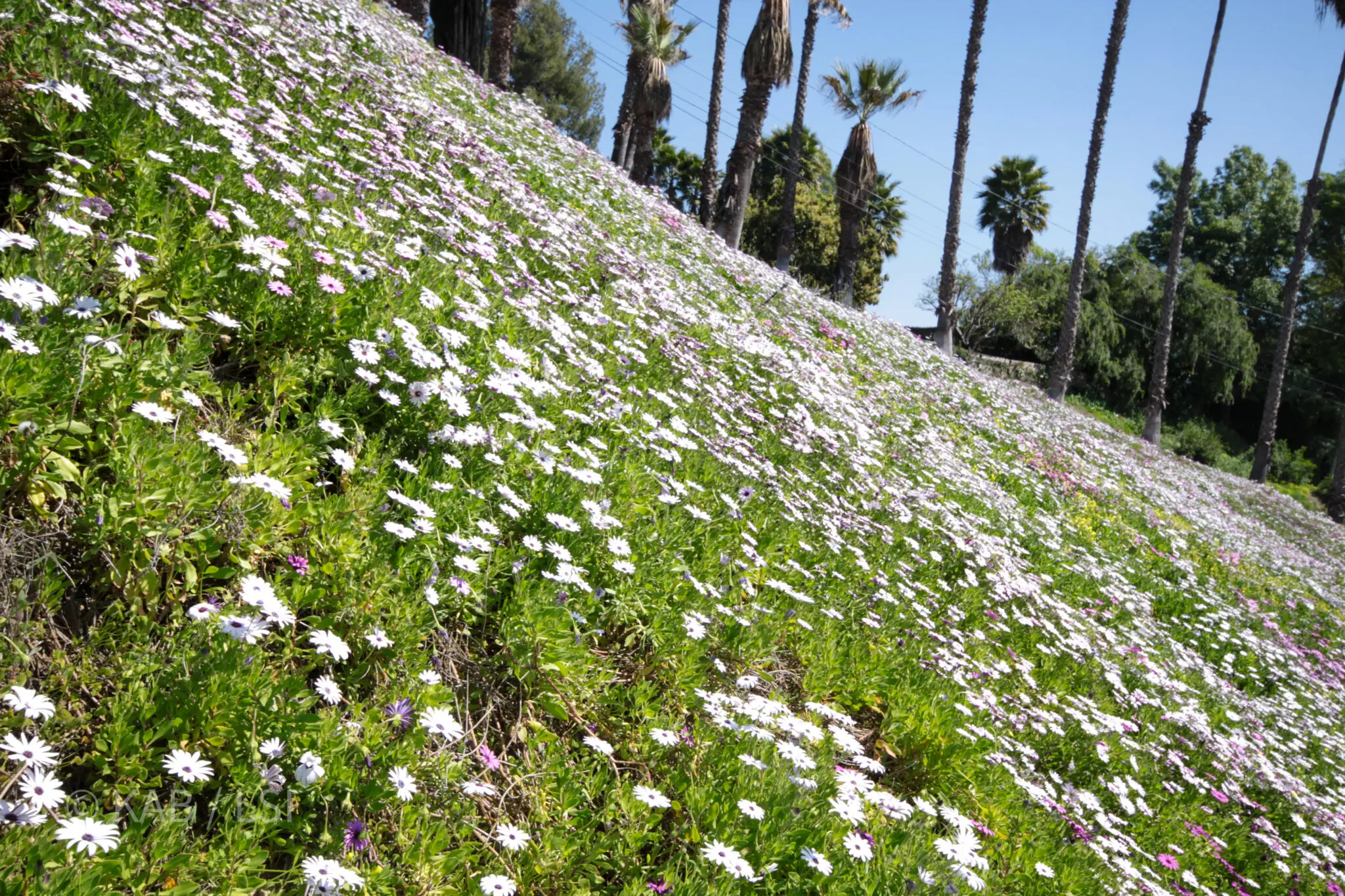 A La Habra Heights hillside slope in full spring bloom, white wildflowers carpeting the ground beneath palm trees