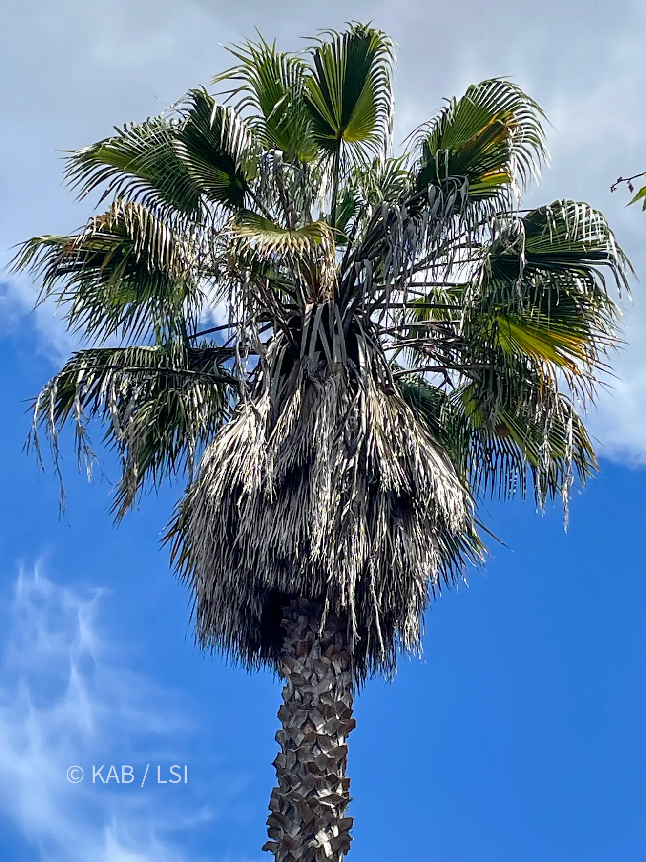 A queen palm on the hillside, its old fronds hanging in a brown skirt, overdue for cleaning