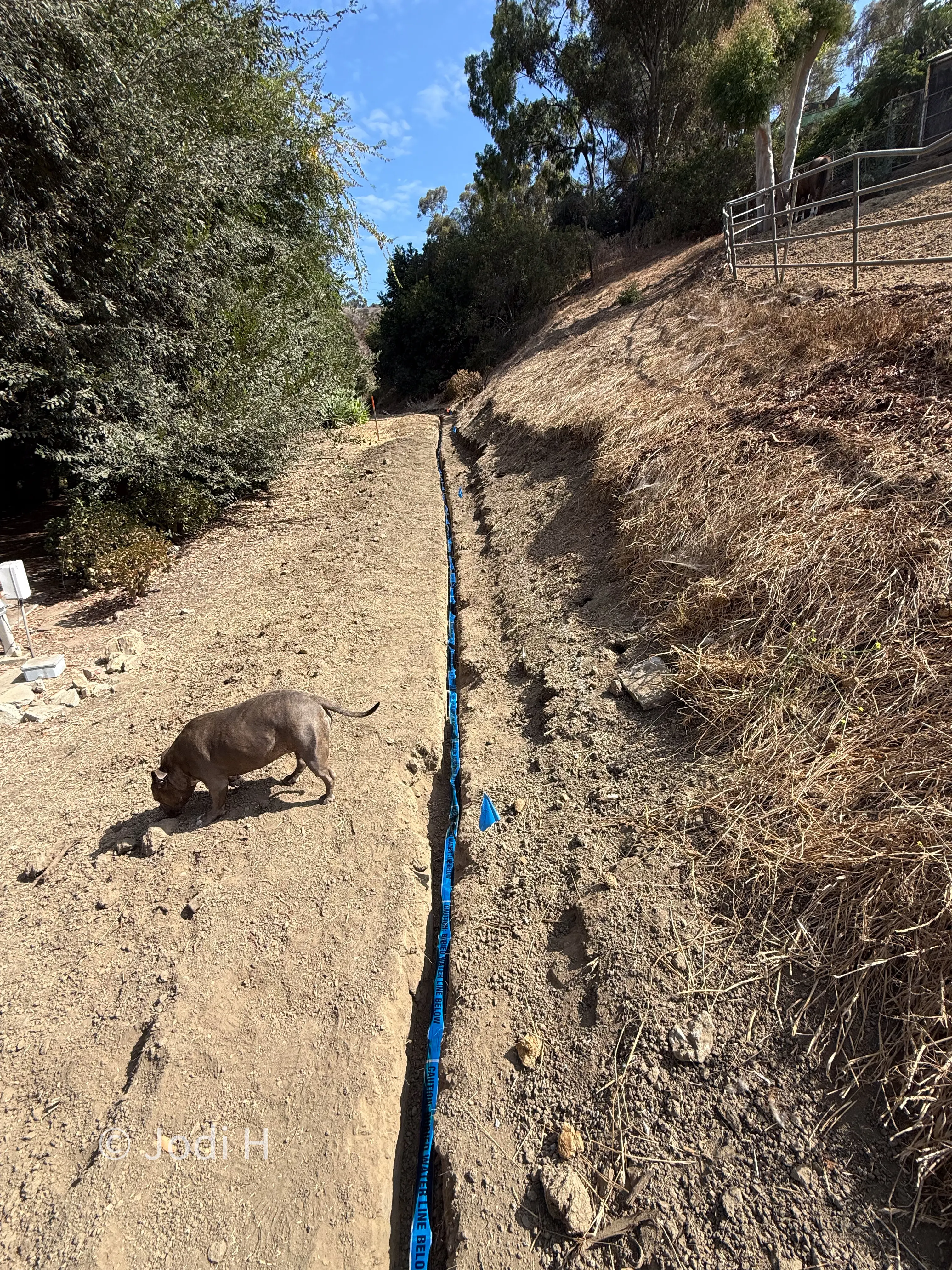 Dog walking along the finished route of a buried water service line on a hillside property in La Habra Heights