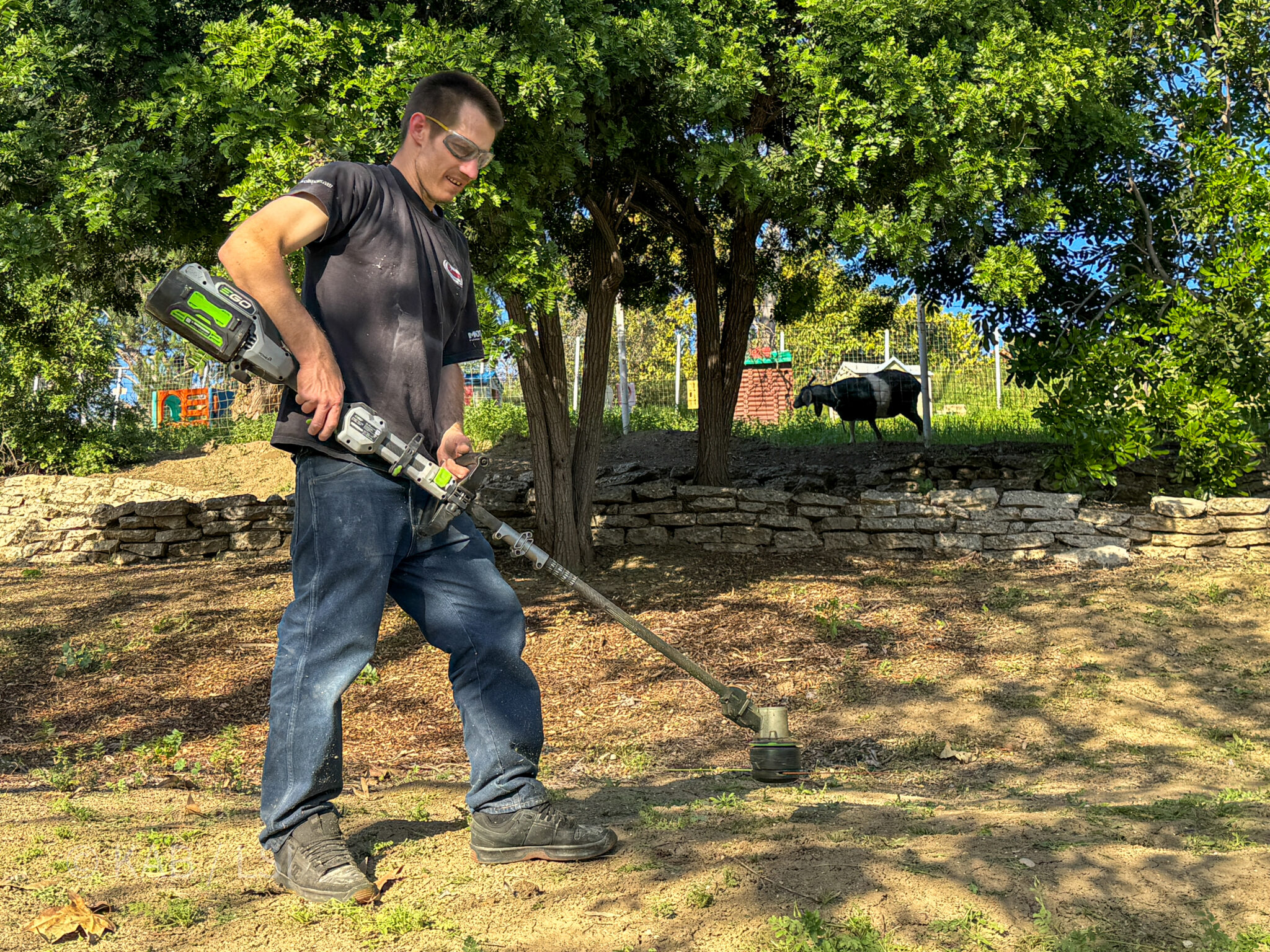 Brush clearance in progress on a La Habra Heights hillside property — a worker running a battery-powered string trimmer along dry summer ground beneath a dense oak grove, stone retaining wall behind, livestock grazing in the distance