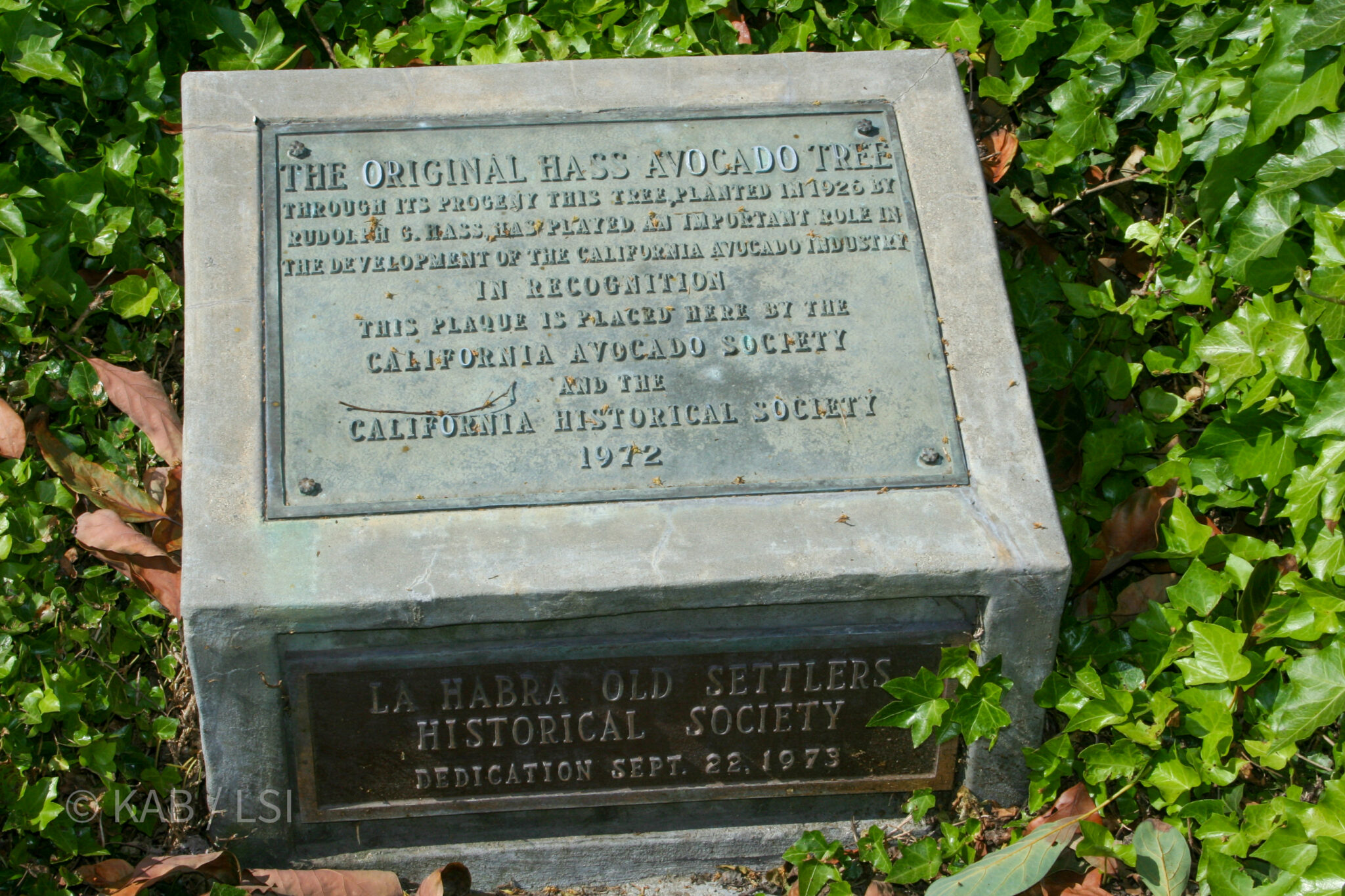 Bronze and stone historical plaques marking the original Hass avocado mother tree at 426 West Road in La Habra Heights, planted by Rudolph Hass in 1926