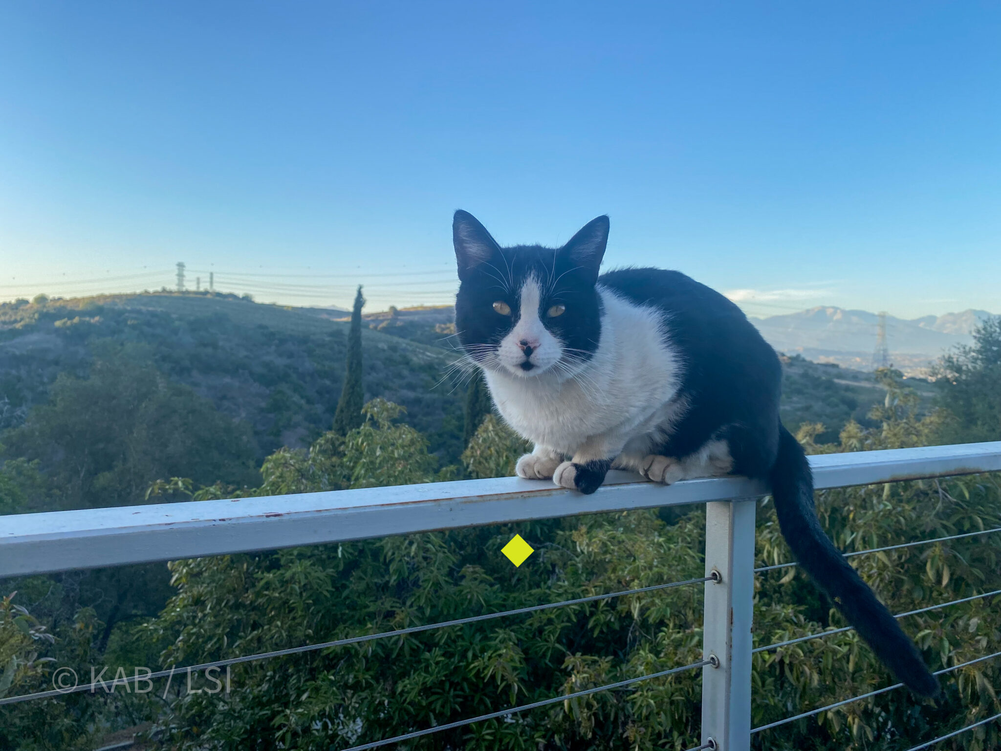 Cat on cable rail deck — 22 feet above avocado treetops, La Habra Heights © KAB/LSI