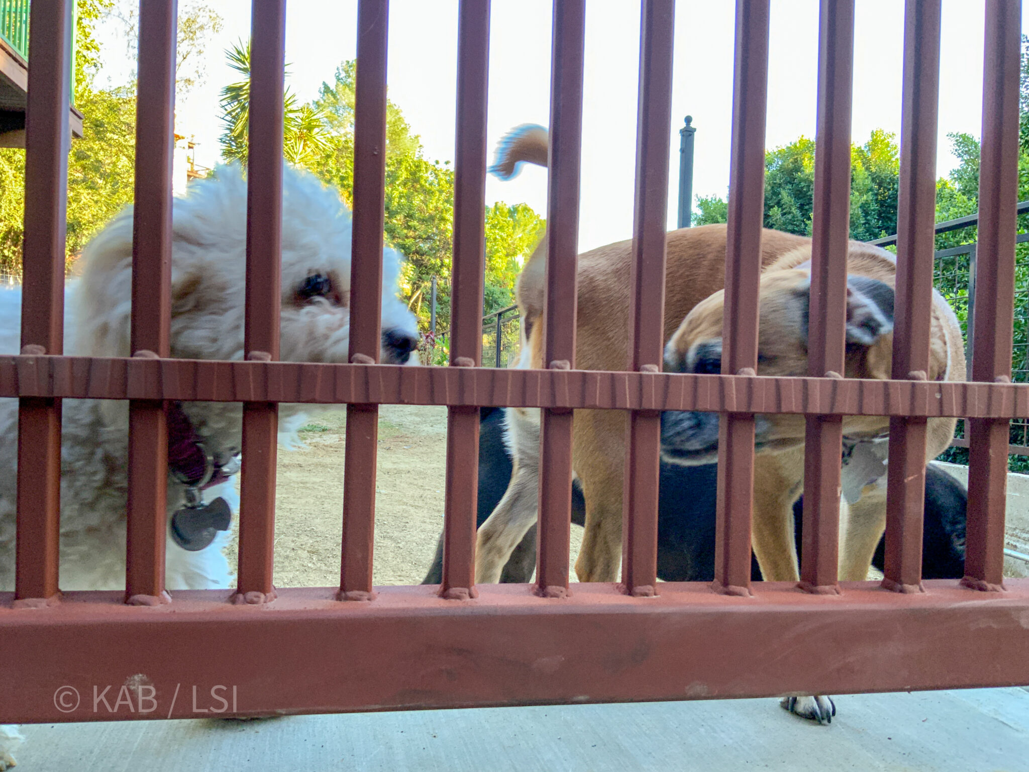 Three dogs safely behind decorative wrought iron pet enclosure gate on La Habra Heights hillside property